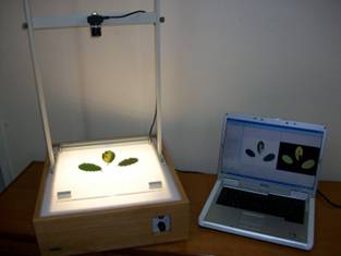 说明: D:\Backup\桌面\SI 700叶面积和根长分析系统\产品图片\New_Leaf1.jpg