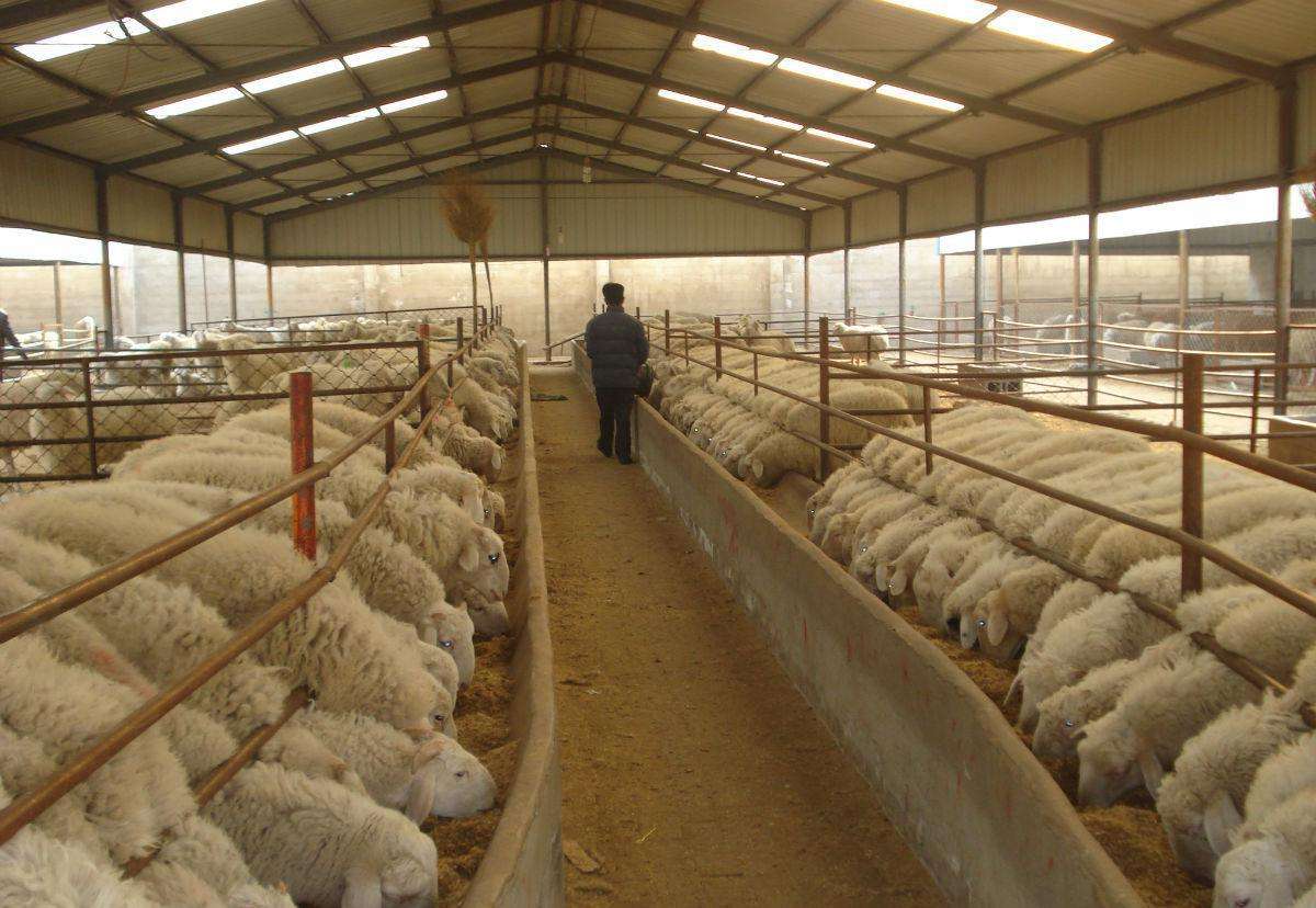 蛋鸡笼养设备优缺点(图1)