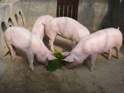 育肥猪怎么养殖(图2)