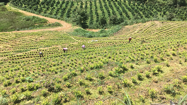 众扶发展，众扶农业，茶园加盟，茶山加盟