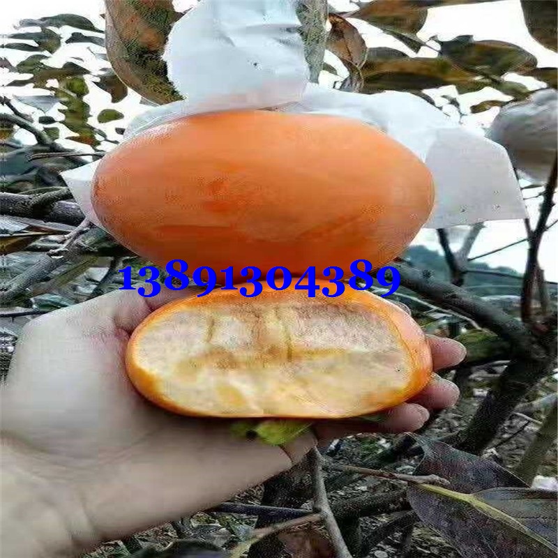 陕西柿子基地|阳丰甜柿子产地|火葫芦柿子最新价格