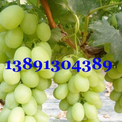 陕西青提葡萄价格|大荔维多利亚葡萄产地|青提葡萄种植基地