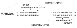 DNA Assembly Mix Plus无缝克隆