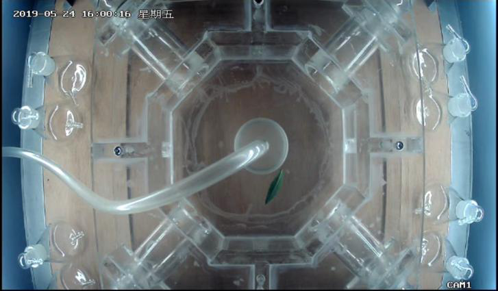 QT-WII20大型昆虫四臂嗅觉观测系统 QT-WII20大型昆虫四臂嗅觉观测系统